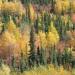 Forestinfallcolor,DaltonHighway,Alaska