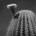 SaguaroCactusflower,SonoranDesert,Arizona