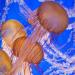 SeaNettleJellyfish(Chysaorafuscescens),MontereyBayAquarium,Monterey,California