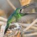 Nestingbroad-billedhummingbird