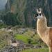 Llama@MachuPicchuIncaRuins,AndesMountains,Peru