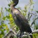 Double-crestedCormorant,SharkValley,Everglades,Florida
