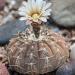 Gymnocalyciumalborareolatmcactus,Tucson,Arizona
