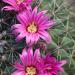 Mammillariacactusflowers,Tucson,Arizona