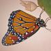 Monarchbutterflyfreshoutofitschrysalis