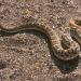 Reddiamondbackrattlesnake,Crotalusruber,BajaCaliforniaSur,Mexico