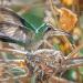 Nestbuildingwithspiderwebsbroad-billedhummingbird