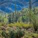 Saguaros,SonoranDesert,TucsonMountains,Az
