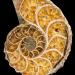 AmmoniteFossil,Morocco
