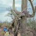 JuanitaAhillharvestingSaguarocactusfruit,TucsonMountains