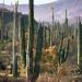 Cardoncacti,Boojums,Elephanttrees,SonoranDesert,Baja