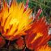 Barrelcactusflowers,TucsonMountains,southernArizona
