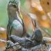 Broad-billedhummingbirdfeedingchicks
