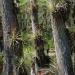 BromeliadsinCypresstrees,BigCypressNationalPreserve,Florida