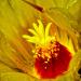 Ferocactusflower,PinacateVolcanicField,northwesternSonora,Mexico