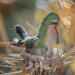 Nestbuildingbroad-billedhummingbird