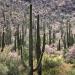 Ironwood,paloverdeandsaguarocacti,TucsonMountains,Arizona