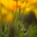Poppies,wildflowers,SaucedaMountains,southwesternArizona