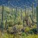 Saguaros,SonoranDesert,TucsonMountains,Az